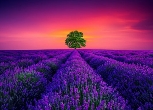 1000-Piece Wooden Jigsaw Puzzle for Adults – Relaxing Gift Idea & Elegant Home Décor Artwork with Full-Size Poster, Premium Stress Relief Activity - Provence Lavender