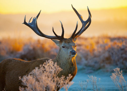 1000-Piece Wooden Jigsaw Puzzle for Adults – Relaxing Gift Idea & Elegant Home Décor Artwork with Full-Size Poster, Premium Stress Relief Activity - Red Deer in the Morning