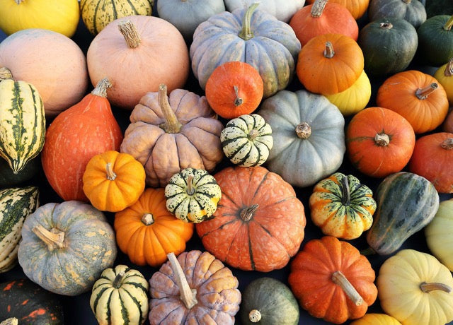 1000-Piece Wooden Jigsaw Puzzle for Adults – Relaxing Gift Idea & Elegant Home Décor Artwork with Full-Size Poster, Premium Stress Relief Activity - Pumpkins