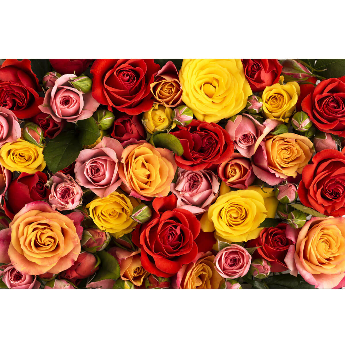 Wooden Jigsaw Puzzle 1000 Piece - Rose Garden