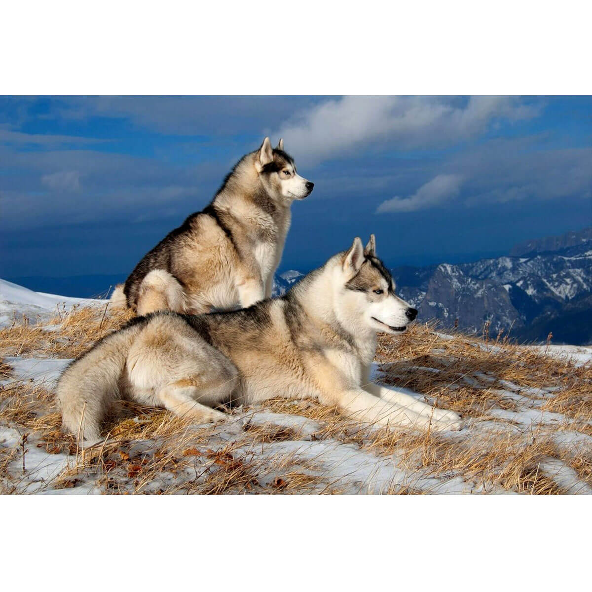 Wooden Jigsaw Puzzle 1000 Piece - Siberian Huskies