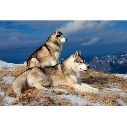 Wooden Jigsaw Puzzle 1000 Piece - Siberian Huskies